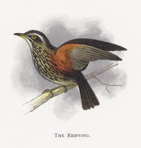 El Zorzal Alirrojo de Alexander Francis Lydon