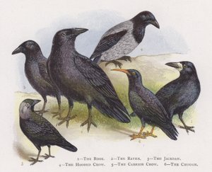 El grajo, El cuervo, La grajilla, El cuervo ceniciento, El cuervo negro, La chova piquirroja