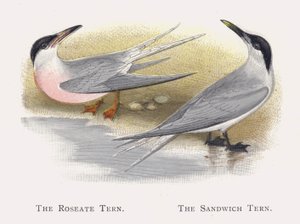 El Charrán Rosado, El Charrán de Sandwich de Alexander Francis Lydon