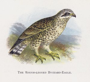 El Ratonero Águila de Patas Rudas de Alexander Francis Lydon