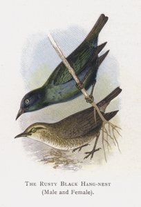 El Colgador Negro Oxidado, Macho y Hembra de Alexander Francis Lydon