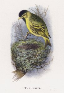 El Lúgano de Alexander Francis Lydon