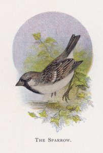 El Gorrión de Alexander Francis Lydon