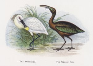 La espátula, El ibis morito de Alexander Francis Lydon