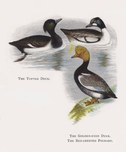 El pato moñudo, El porrón osculado, El pato colorado de Alexander Francis Lydon