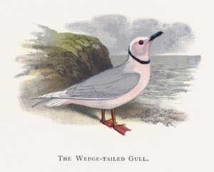 La Gaviota de Cola Cuña de Alexander Francis Lydon