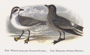 El Petrel Tormentoso de Vientre Blanco, El Petrel Tormentoso de Madeira