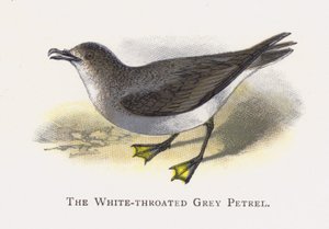 El Petrel Gris de Garganta Blanca de Alexander Francis Lydon