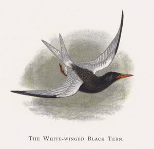 El Charrán Negro Aliblanco de Alexander Francis Lydon