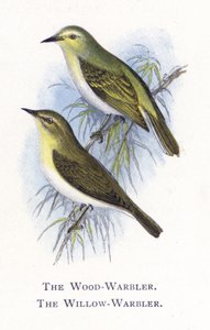 El Mosquitero Musical, El Mosquitero Silbador