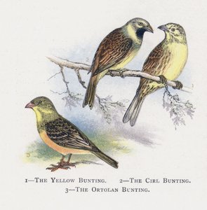 El Escribano Amarillo, El Escribano Cirl, El Escribano Ortolano de Alexander Francis Lydon