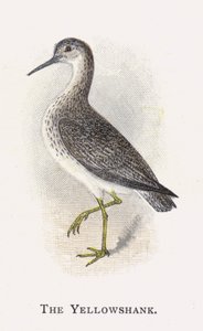 El Patamarillo