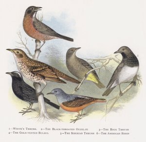 El zorzal charlo, El mirlo capiblanco, El roquero rojo, El bulbul ventridorado, El zorzal siberiano, El petirrojo americano de Alexander Francis Lydon