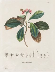 Viaje a las regiones equinocciales del nuevo continente, realizado en los años 1709 a 1804: Monografía de las melastomatáceas: No. 54 de Alexander, Freiherr von Humboldt