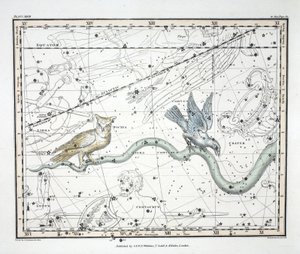 Las constelaciones (Placa XXVII) Hydra Continua, Crater, Covus, Centaurus et Lupus, de 