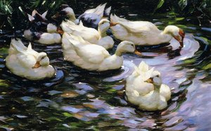 Patos nadando en un lago iluminado por el sol de Alexander Koester