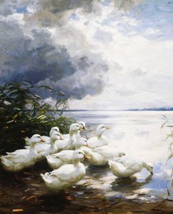 Patos en el borde del lago de Alexander Koester