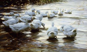 Patos en agua poco profunda de Alexander Koester