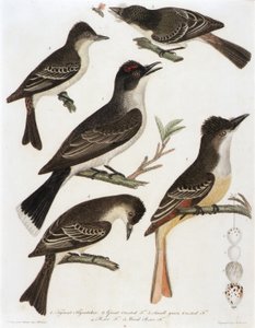 1. Papamoscas Tirano. 2. Crestón grande F. 3. Pequeño crestado verde F. 4. Pe-We F. 5. (del libro American Orinthology)