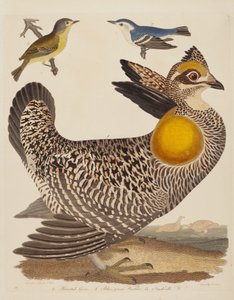 Grouse pinnado, reinita azul-verde y reinita de Nashville, publicado 1808-1814
