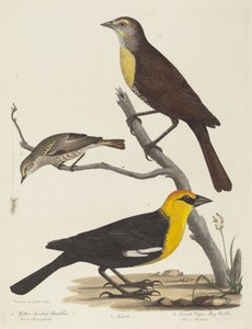 Mirlo de cabeza amarilla, mirlo hembra y reinita de Cape May hembra