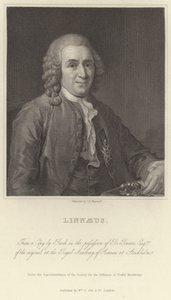 Linnaeus de Alexander Roslin
