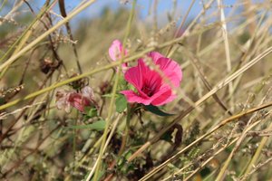 Florecer en el viento de Alexandra Joseph