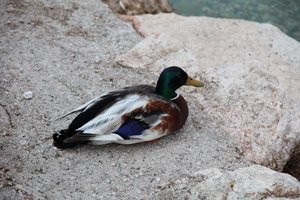 El pato de Alexandra Joseph