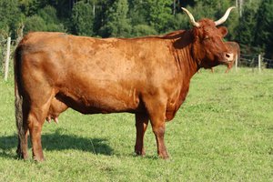 La vaca en el prado