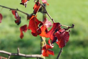 Colores de otoño de Alexandra Joseph