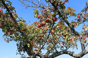 frutos rojos