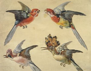 Estudio de aves: Dos loros, una abubilla y un arrendajo; Etudes d
