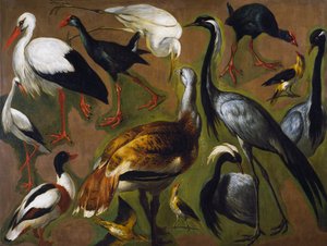 Estudio de aves, por Alexandre-Francois Desportes (1661-1743), Francia de Alexandre Francois Desportes