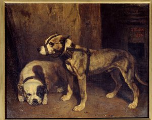 Bulldog escocés y terrier