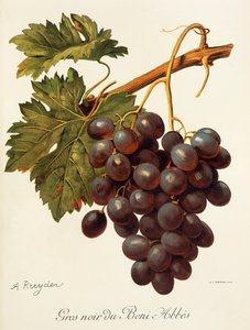 Uva Abbes de A. Kreyder de Alexis Kreyder