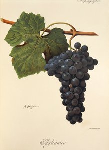 Uva Aglianico por A. Kreyder de Alexis Kreyder