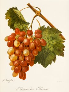 Uva Ahmeur Bou Hameur de A. Kreyder de Alexis Kreyder