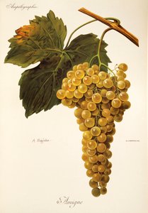 Uva Amigne de A. Kreyder