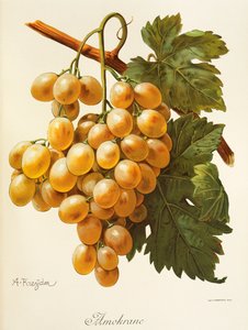 Uva Amokrane de A. Kreyder de Alexis Kreyder