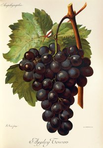 Uva Appley Towers. Ilustración de A. Kreyder, Pessione, de Traite General de Viticulture. Ampelographie de Alexis Kreyder
