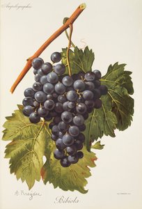 Uva Bibiola por A. Kreyder de Alexis Kreyder