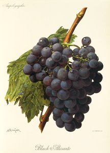 Uva negra de Alicante por A. Kreyder de Alexis Kreyder