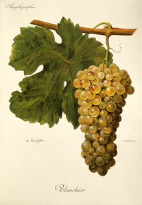 Uva Blanchier de A. Kreyder