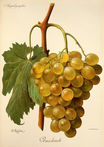Uva Buccleuch por A. Kreyder de Alexis Kreyder