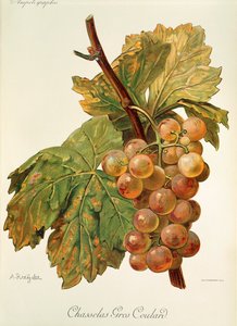 Uva Chasselas Gros Coulard de A. Kreyder de Alexis Kreyder
