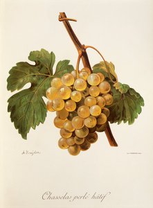 Uva 