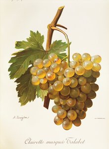 Uva Clairette Musquee de A. Kreyder de Alexis Kreyder