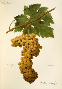 Coda di Volpe uva de A. Kreyder de Alexis Kreyder