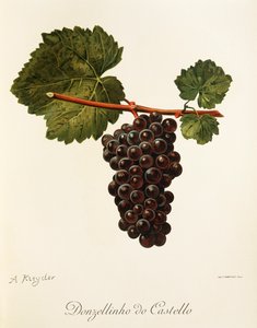 Uva Donzellinho do Castello de A. Kreyder de Alexis Kreyder