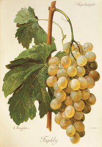 Uva Faphly por A. Kreyder de Alexis Kreyder